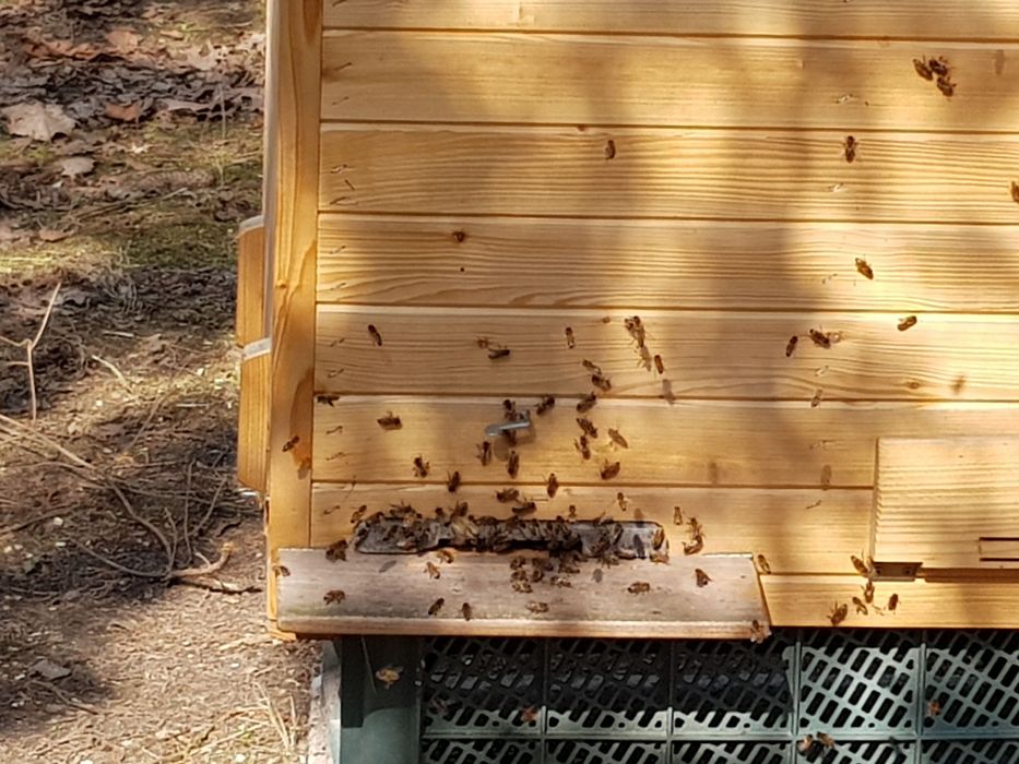 Pszczoły, przezimowane rodziny, ramka warszawska poszerzana