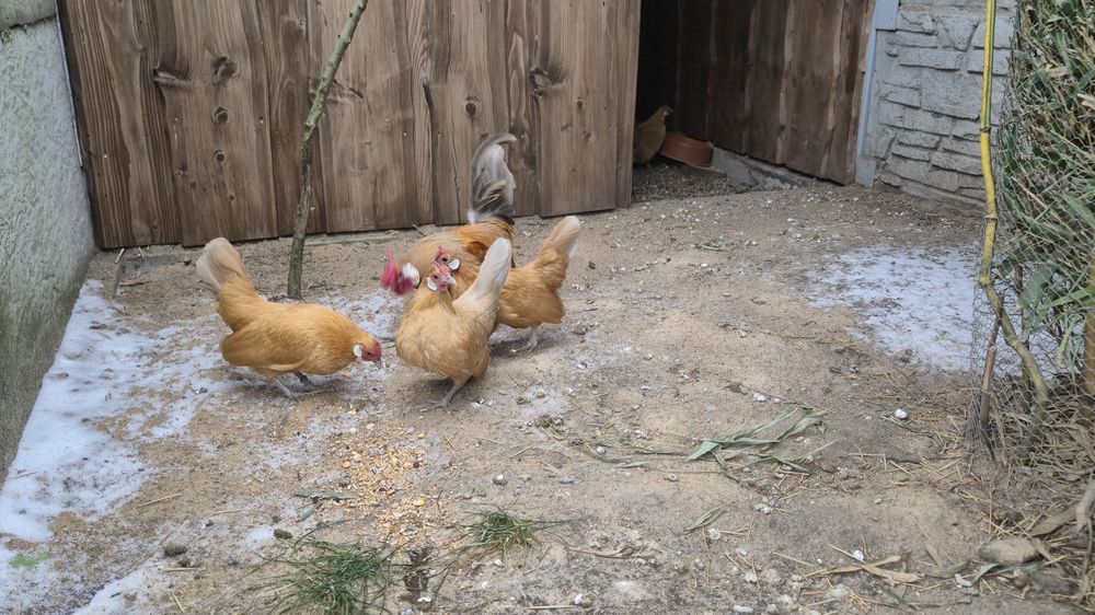 Jajka legowe bantamek