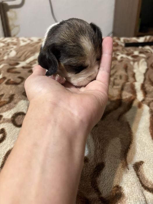 Найкращі цуценятка. Біглята. Бігль