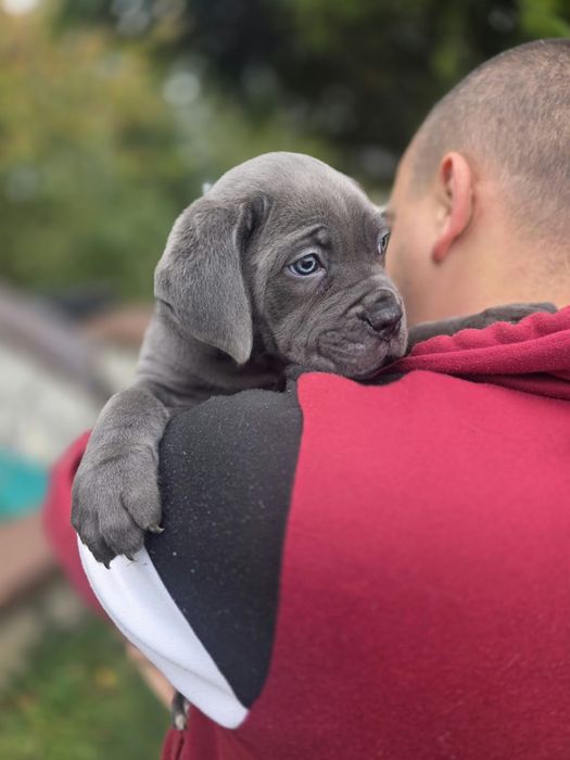 Cane corso suczka Błękitna