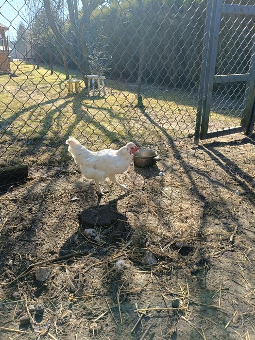 Młody kogut kogucik