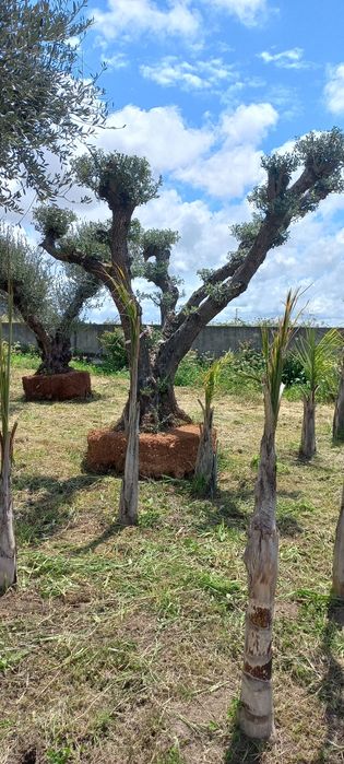 Oliveiras Ornamentais