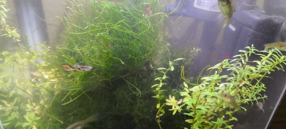 Musgo JAVA e OFERTA  plantas  aquário
