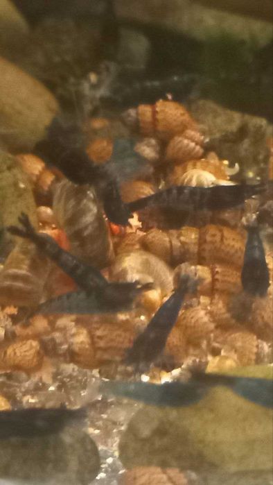 Креветкі для акваріума