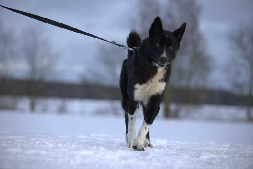 Naruta – młoda sunia w typie karelski pies na niedźwiedzie