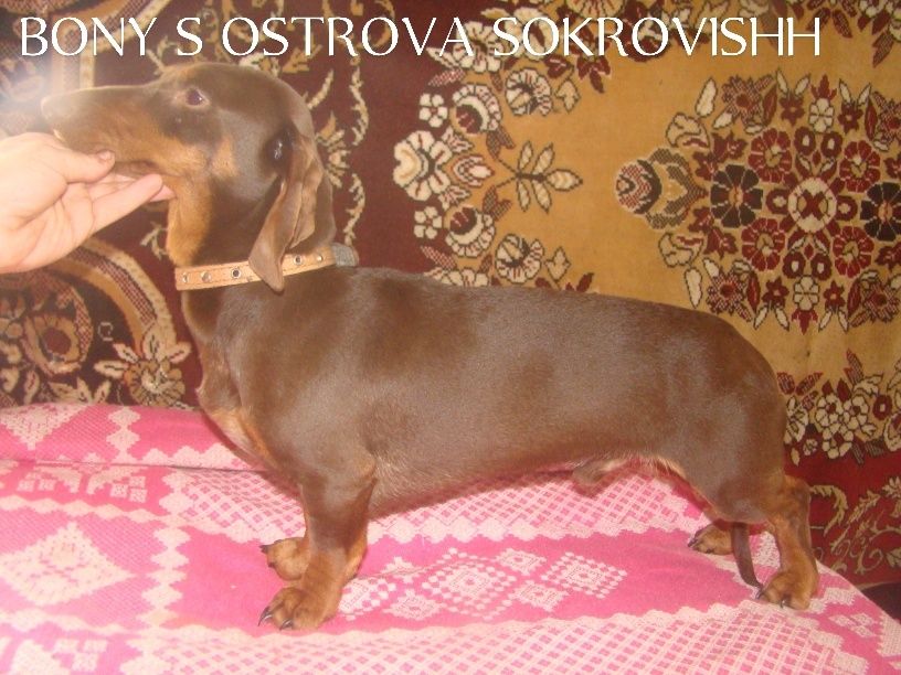 Коричнево-подпалый кобель гл таксы мини для вязки КСУ