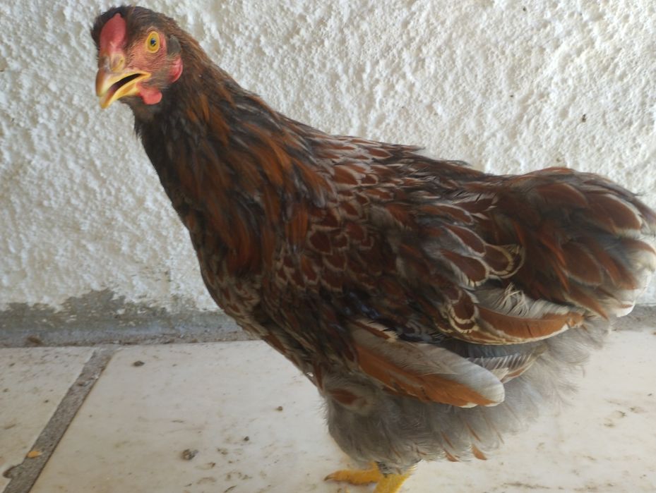 Galos disponíveis