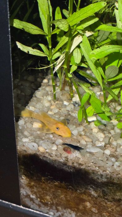 Camarões neocaridina Blue Dream + oferta pequena porção/plantas