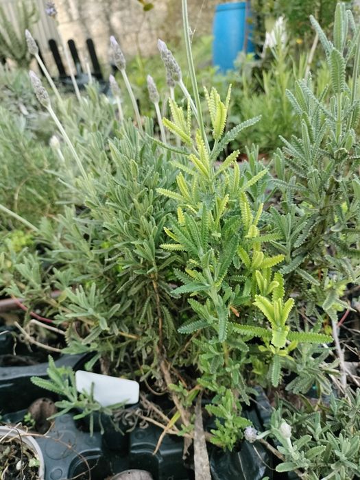 Planta Lavanda Alfazema
