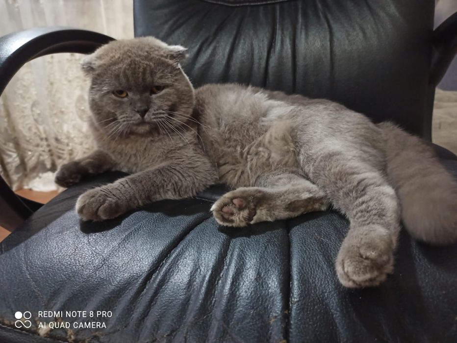 Британський вислоухий Кiт для вязки