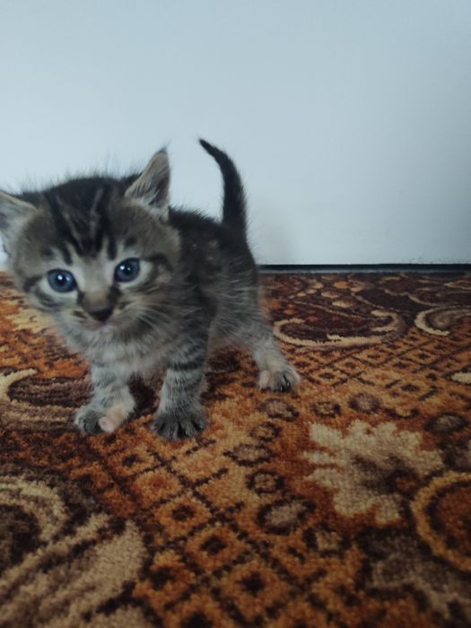 Віддам кошенят в добрі руки