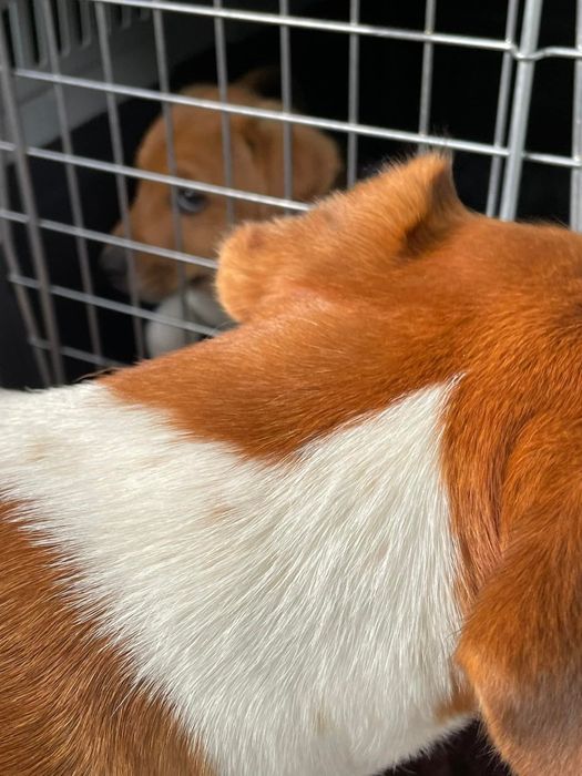 Перевозка  за границу. Европа. Скандинавия