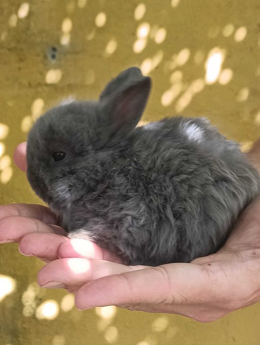 Coelhos Anões disponíveis