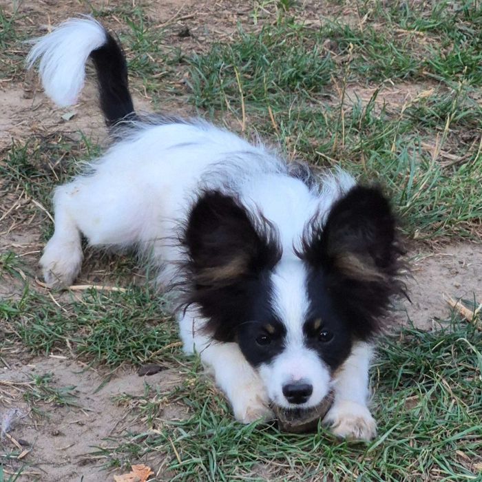 Papillon piesek tricolor ZKwP/FCI