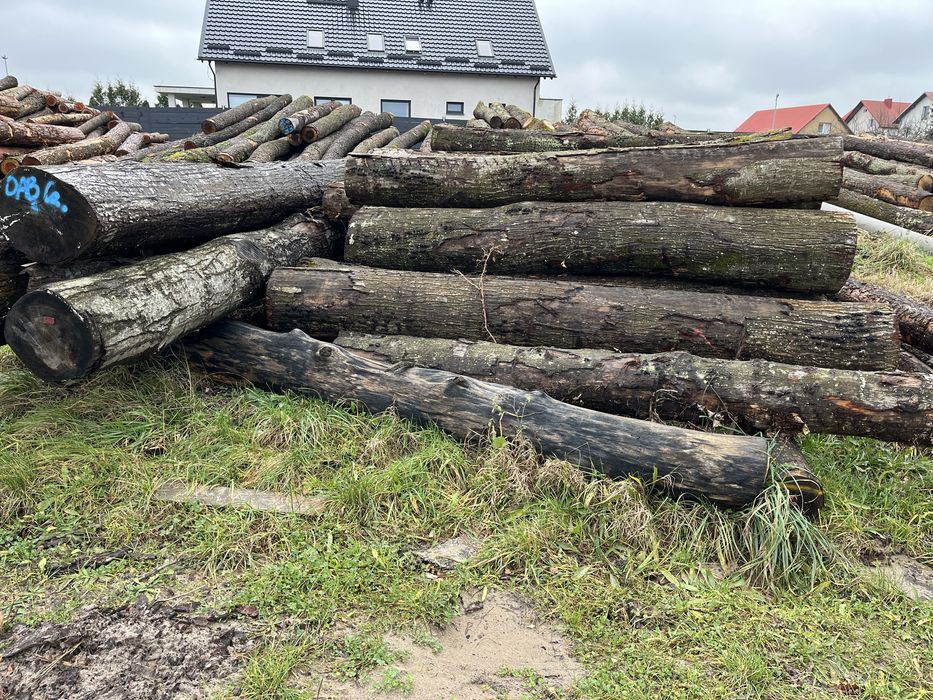 Dąb Czerwony tartaczny