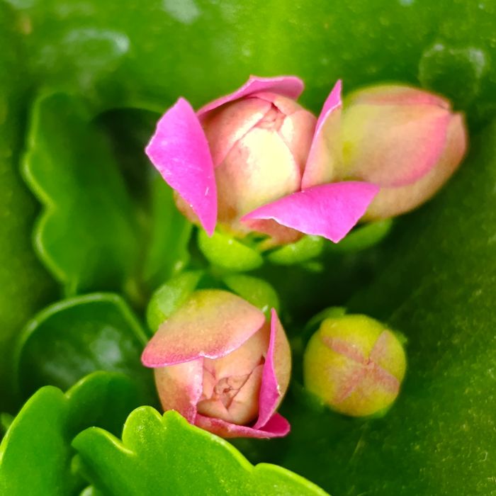 Великоквіткова, сортове каланхоє