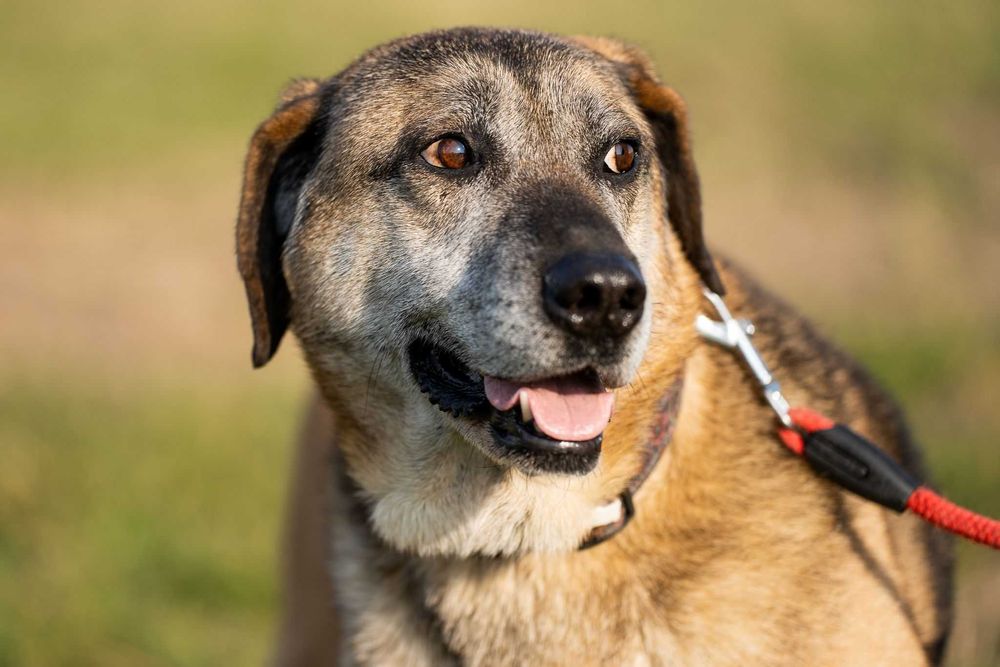 Psiak, który stracił nadzieję Adoptuj Santosa