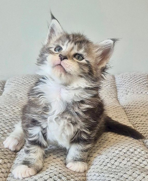 Srebrzysty z białym kocurek Maine coon!!!