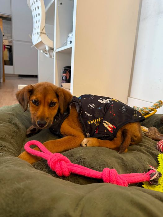 Cadela bebé para adoção responsável