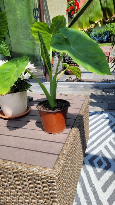 Alocasia Esculenta-Taro