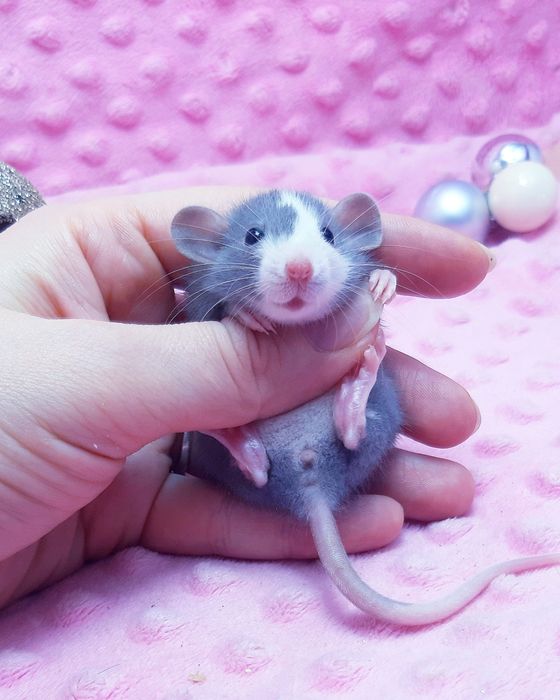 Крыски Дамбо,крысы,крысята,клетки,корма