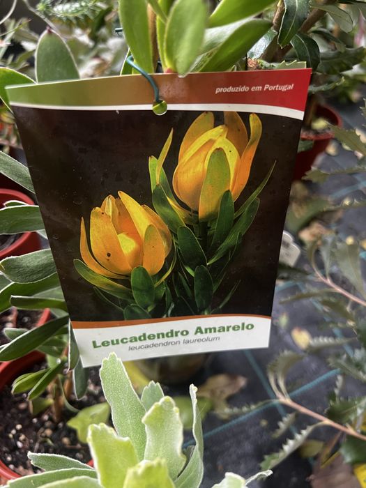 Proteas, banksias, Leucondendron leucospermum e Grevilleas
