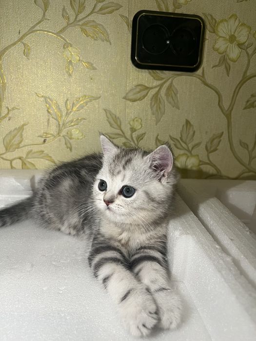Шотландська дівчинка /шотландский котенок