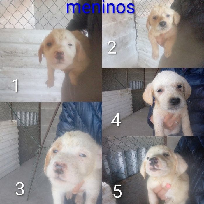 Cachorrinhos para adoção
