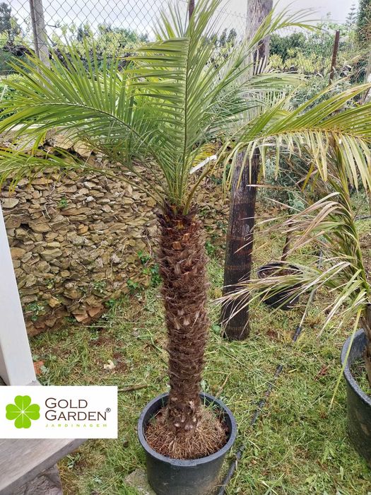 Phoenix Palms in Various Heights! Coconut Trees / Garden / Lawn64398291591170122