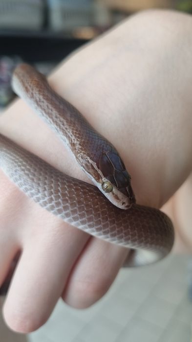 Wąż Mahoniowy Zbożowy