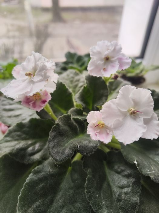 Продам цветущую фиалку