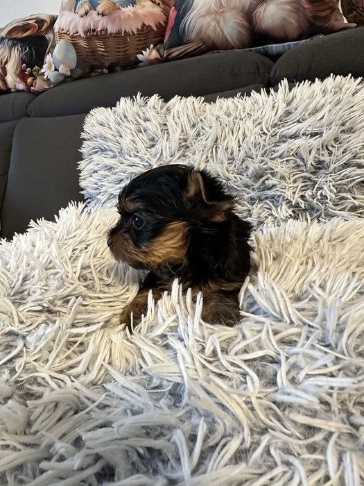 Yorkschire Terrier