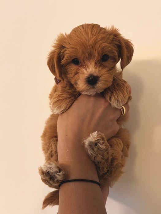 Maltipoo szukają nowego domu
