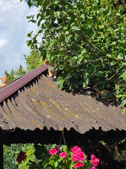 Oddam kotki w dobre ręce tel 575302120