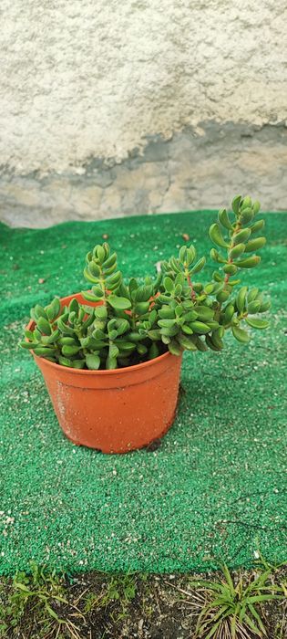 Planta suculenta