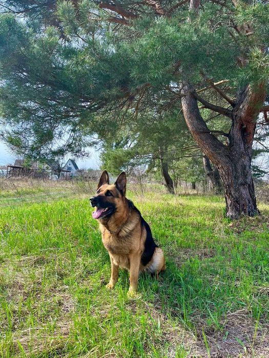 Німецька вівчарка, кобель