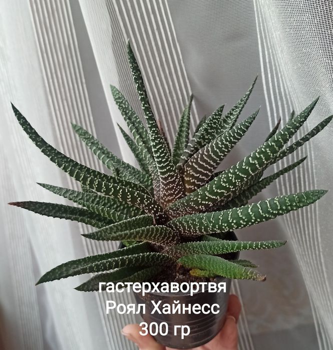Гастерхавортія Роял Хайнесс, Лімофолія