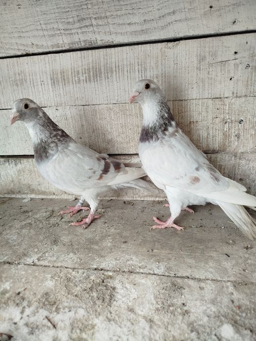 Продам домашні тварини