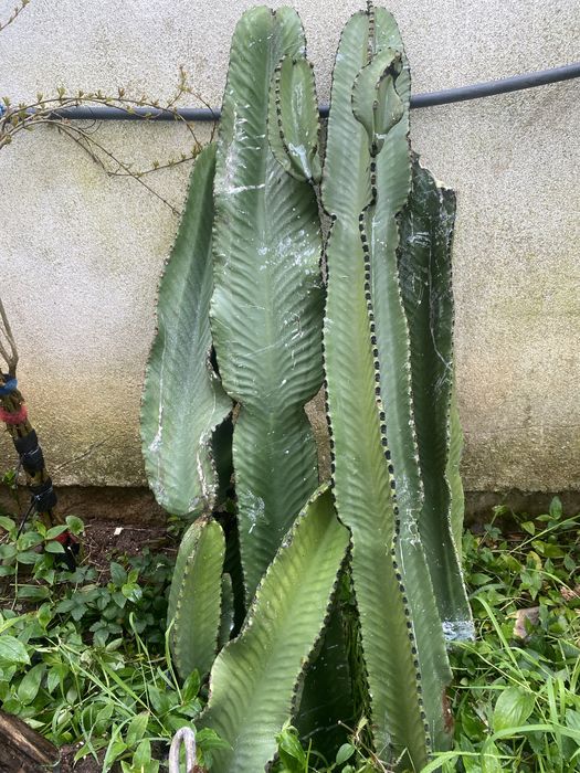Cacto Americano cacto azul euphorbia ingens