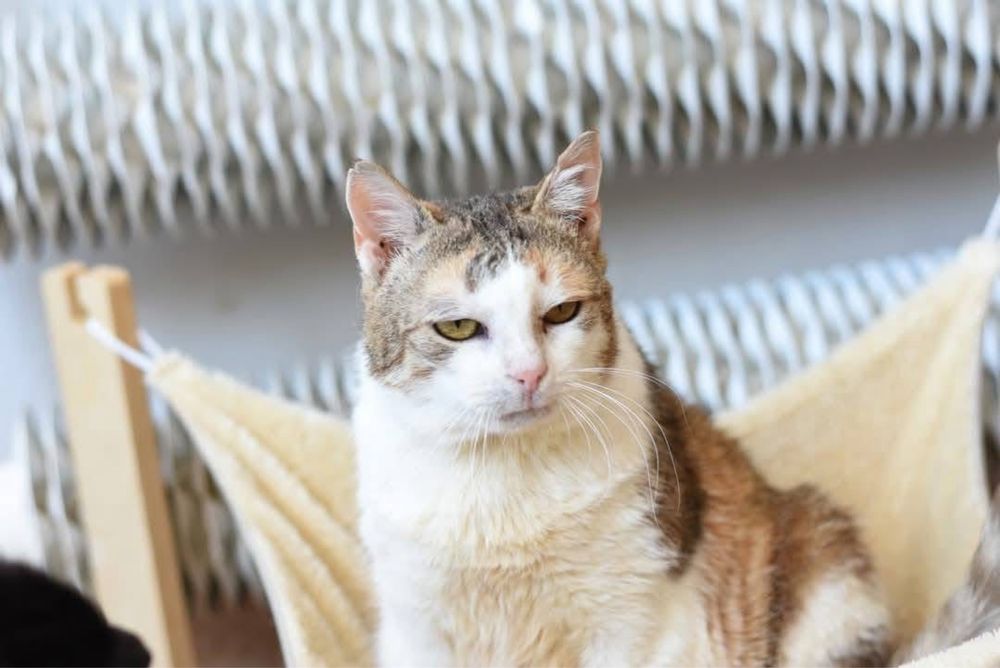 BABKA MARYLKA szuka domku