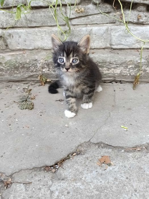Двоє маленьких хлопчиків шукають дім
