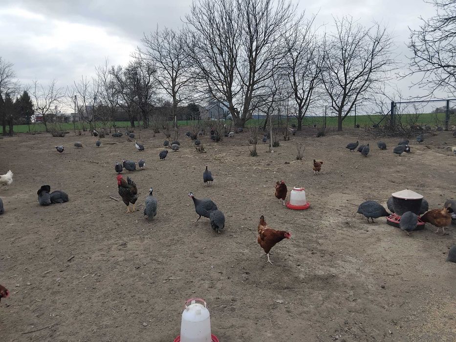 Sprzedam perliki, tylko samce z własnej chodowli