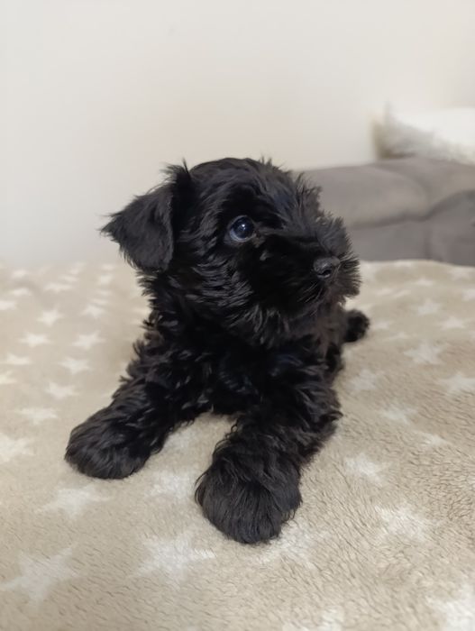 Sunia -Sznaucer miniaturowy czarny