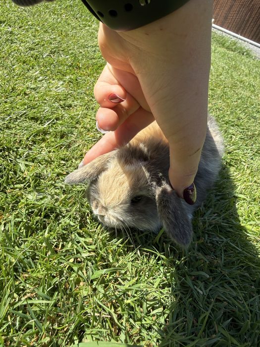 Królik mini lop