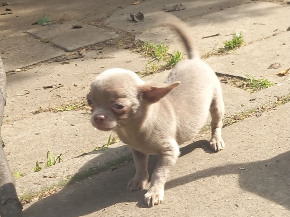 Chihuahua samiec liliowy krótkowłosa