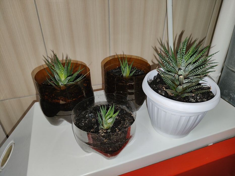 Продам комнатное растение Хавортия