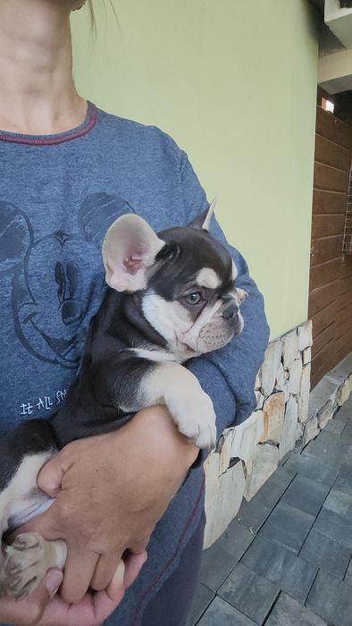 Buldog francuski. Piesek
