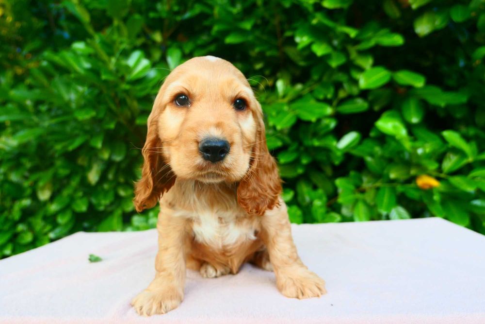 Cocker Spaniel  Angielski-  Urocza Suczka!