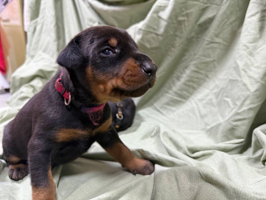 Цуцики добермана