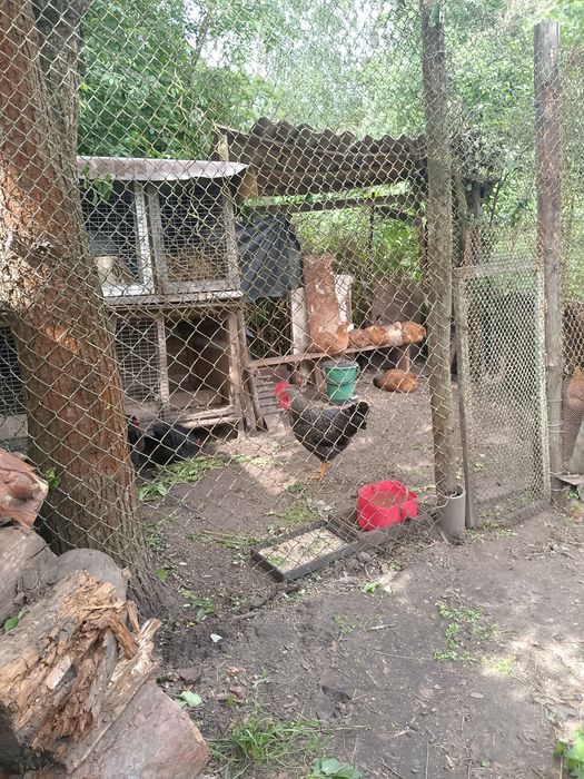 Продам курей несучек